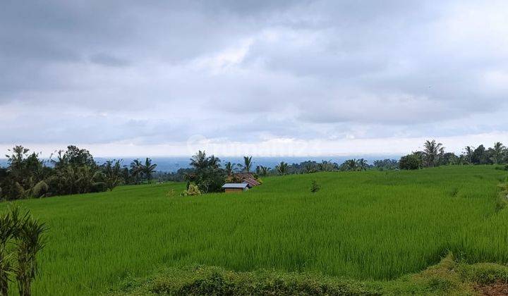 Dijual Tanah Tabanan View Sawah Cocok Untuk Villa 1