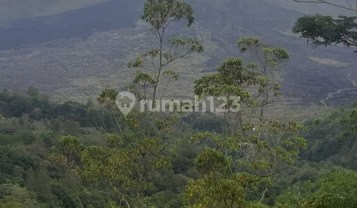 Dijual Lahan Lokasi Pinggir Jalan Raya Penelokan Kintamani Dijual Lahan Lokasi Pinggir Jalan Raya Penelokan Kintamani