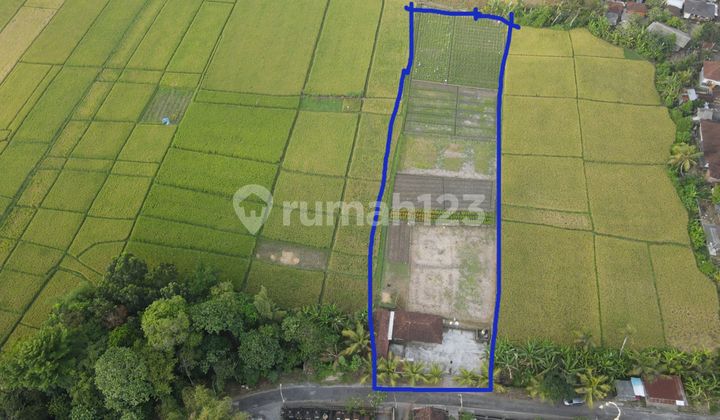 FULL VIEW OF RICE FIELDS Land for sale on Kelating Beach Road, Tabanan Bali. FULL VIEW OF RICE FIELDS Land for sale on Kelating Beach Road, Tabanan Bali.