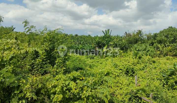 Di Jual Tanah Premium dan View Sawah yang Berlokasi di Tumbak Bayuh Pererenan Canggu Di Jual Tanah Premium dan View Sawah yang Berlokasi di Tumbak Bayuh Pererenan Canggu
