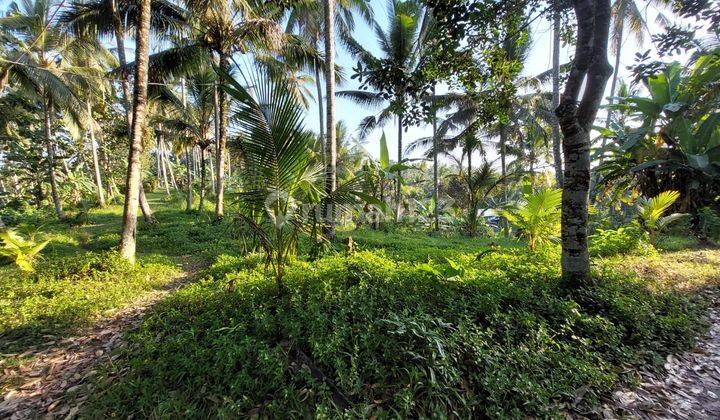 Dijual Murah Tabah Kebun Denpasar Gilimanuk Dekat Jalan Raya 1