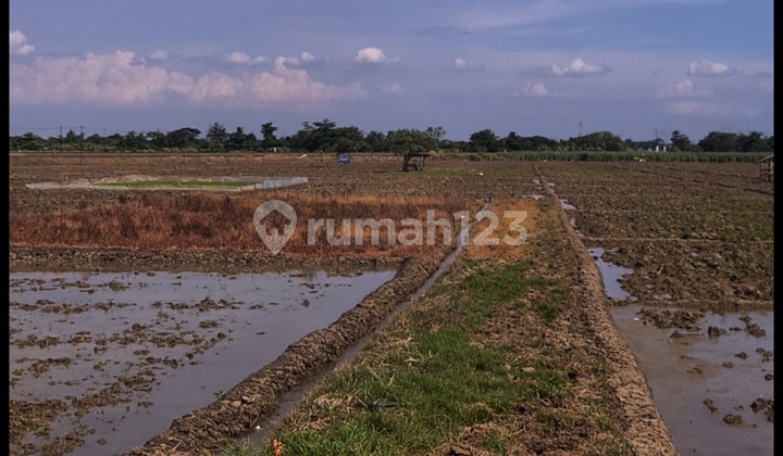 Dijual Cepat Tanah Sawah Karangwareng Sindanglaut Cirebon