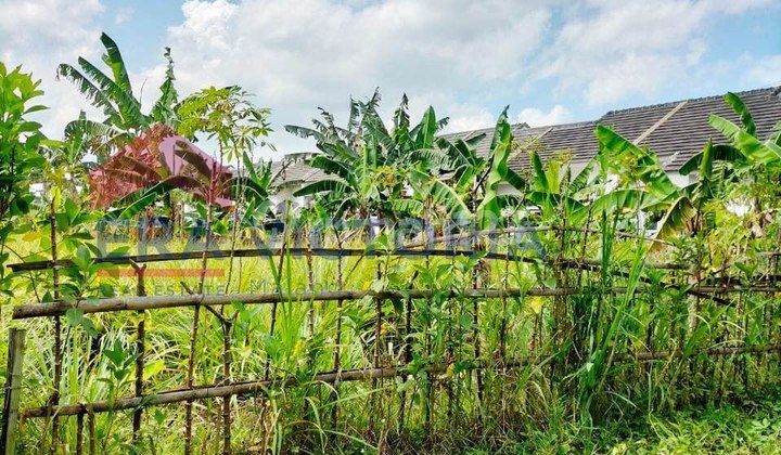 Tanah Jual Area Pakisaji Dekat Pg Kebonagung Dekat Perum Kebonagung Residence, Perum Damar Cocok Untuk Dibangun Tempat Tinggal, Kebun, Atau Untuk Investasi. Tanah Jual Area Pakisaji Dekat Pg Kebonagung Dekat Perum Kebonagung Residence, Perum Damar Cocok Untuk Dibangun Tempat Tinggal, Kebun, Atau Untuk Investasi.