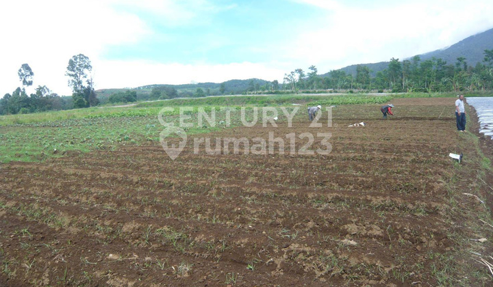Productive Plantation Land in Kebon Peuteuy Cianjur