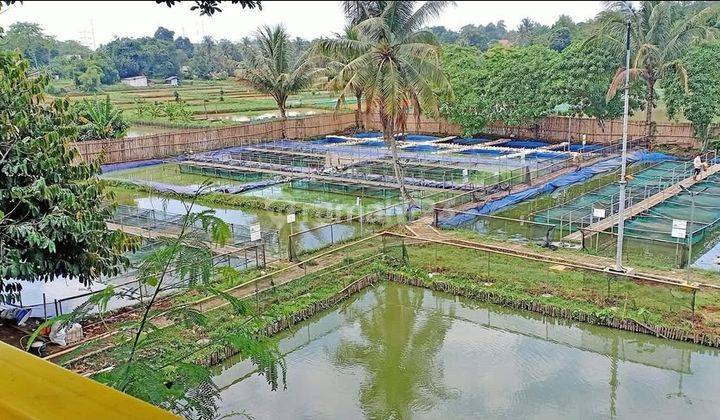 Rumah Sekaligus Kolam Ikan 2