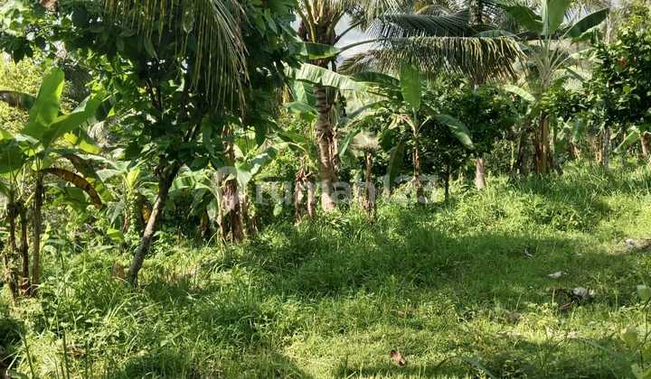 Dijual tanah diaerah Dusun Selabih Dijual tanah diaerah Dusun Selabih