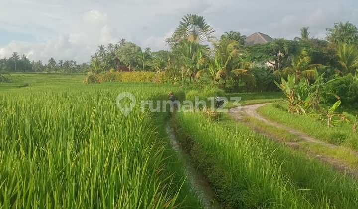 Dijual tanah daerah tabanan