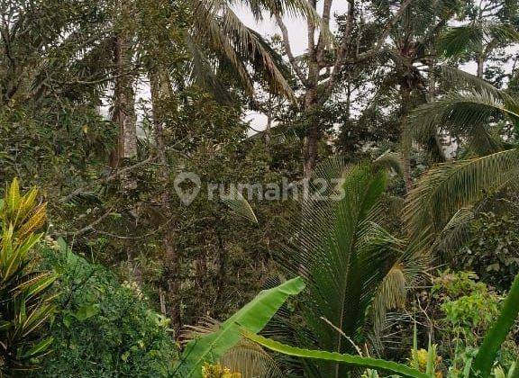 Jual Tanah Kebun Di Pupuan Tabanan Bali 1