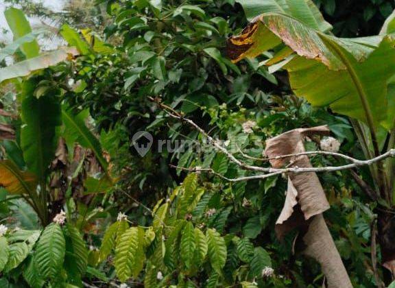 Jual Tanah Kebun Pupuan Tabanan Bali 1