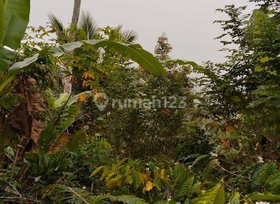 Jual Tanah Kebun Pupuan Tabanan Bali 2