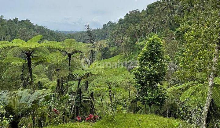 Tanah 110 Are Lokasi Bagus Dijual, Area Tabanan 1