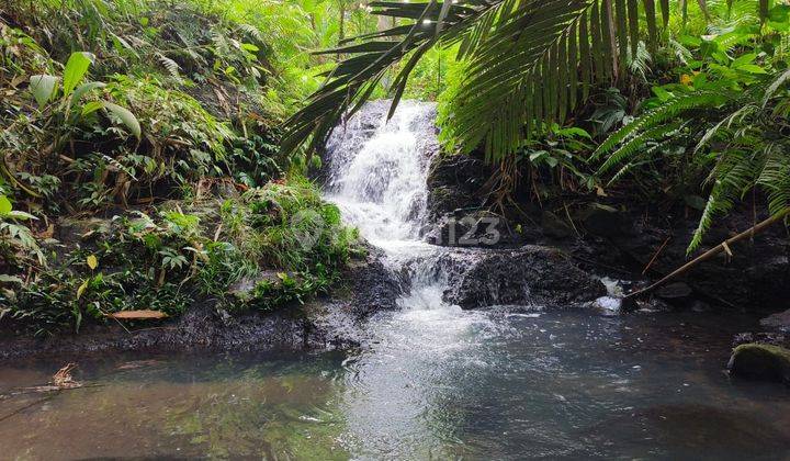 Tanah Kebun Los Sungai Di Tabanan Bali 2