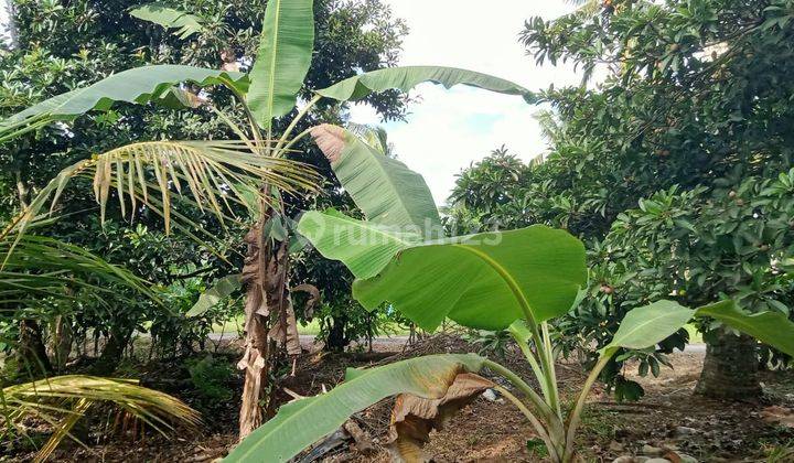 Small Area Orchard Land In Tabanan Bali. 2