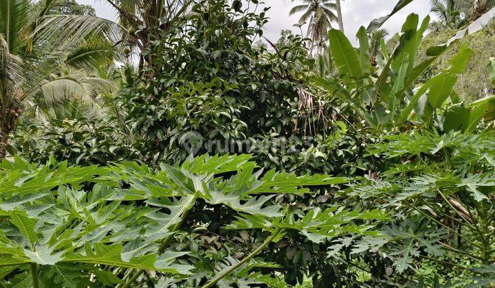 Jual Kebun Manggis Murah Di Tabanan Bali. 1