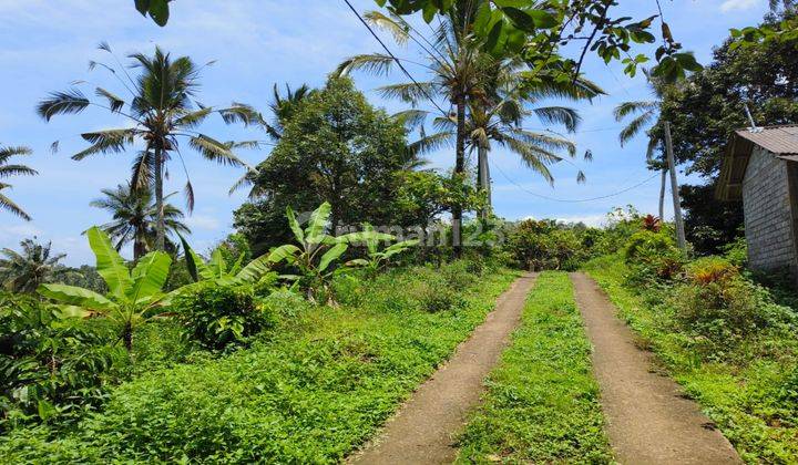 Avocado Plantation Land in Los Sungai in Tabanan Bali. 2