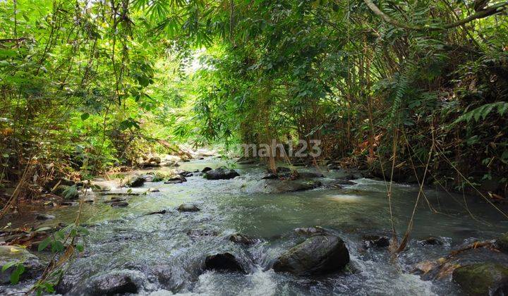 Avocado Plantation Land in Los Sungai in Tabanan Bali. 1