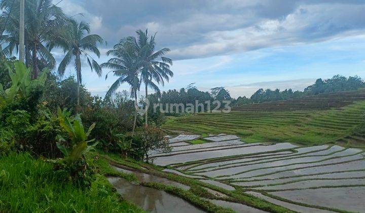 Tanah Kebun View Sawah Terasering Pinggir Jalan Aspal Di Tabanan. 1