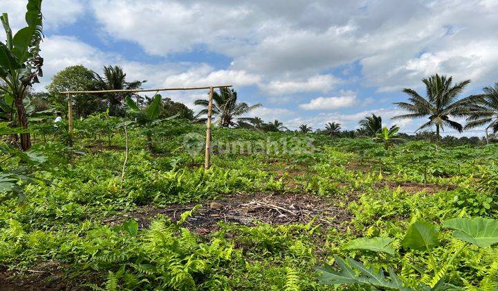 Tanah Kebun Contour Datar View Gunung Di Tabanan Bali. 2