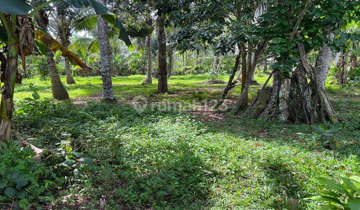 Tanah Kebun View Sawah Contour Datar Di Tabanan Bali. 2