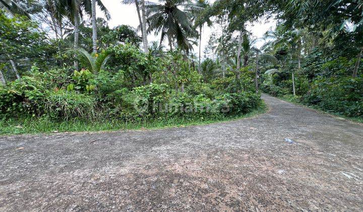 Tanah Kebun Aneka Buah Murah Di Tabanan Bali. 1