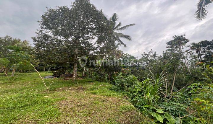 Tanah Kebun Durian Dan Apokat View Sawah Gunung Di Tabanan Bali 2