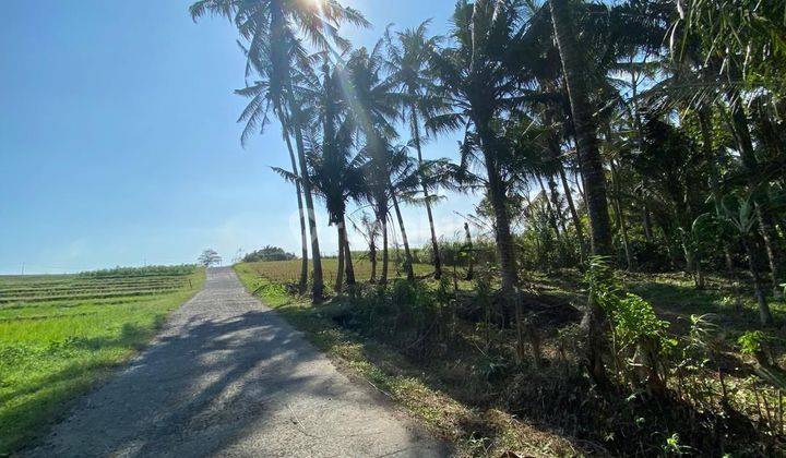 Tanah Luasan Kecil View Sawah Zona Pariwisata Di Bali 1