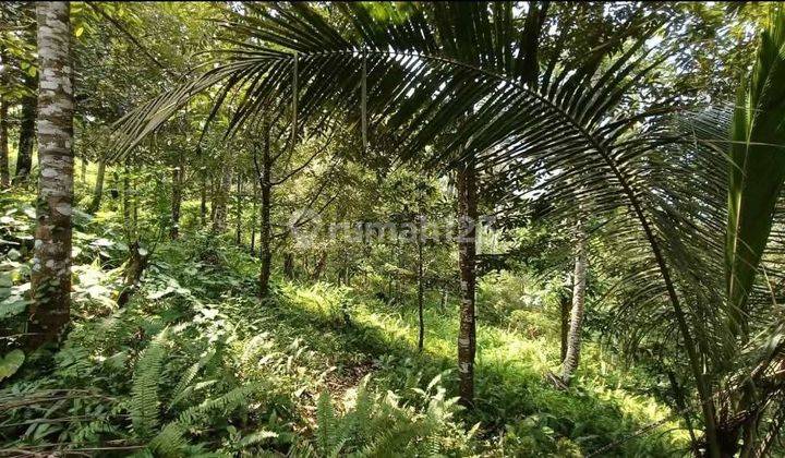 Dijual Tanah Kebun Durian Contour Landai Murah Di Tabanan Bali 1