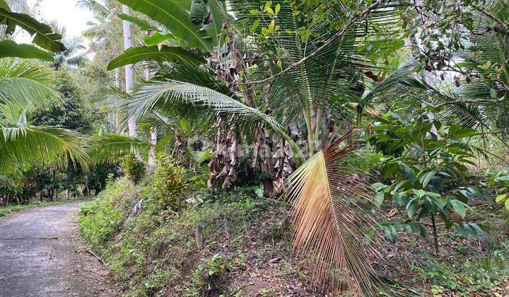 Tanah Kebun Murah Area Pekutatan Jembrana Bali. 2