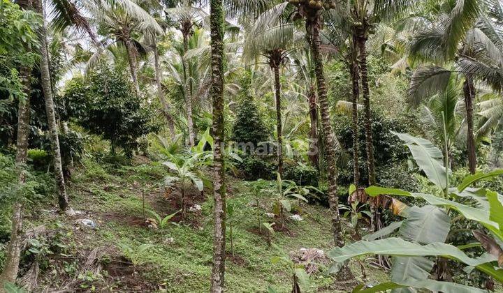 Jual Kebun Manggis Murah Di Tabanan Bali. 2