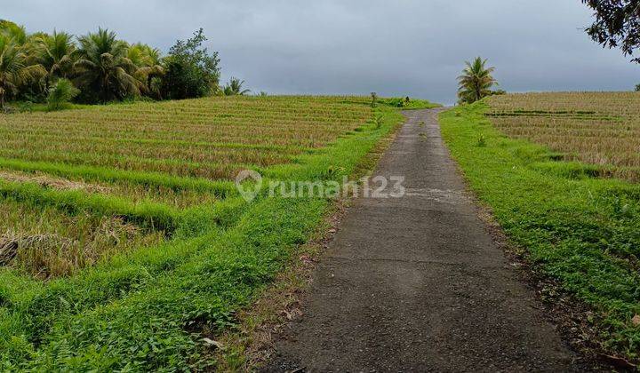 Tanah Kebun View Sawah Murah Di Tabanan Bali 1