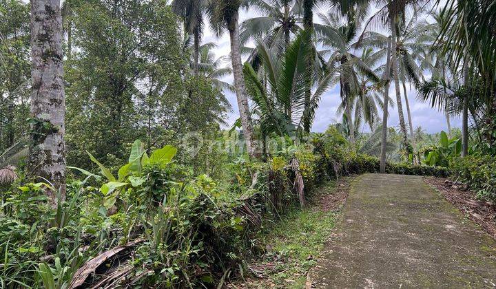 Dijual Tanah Kebun Durian Contour Landai Murah Di Tabanan Bali 2