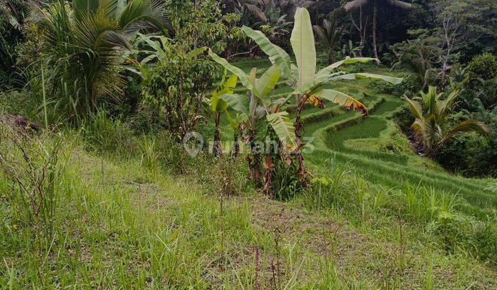 Cheap Land for Gardens and Rice Fields in Tabanan Bali 2