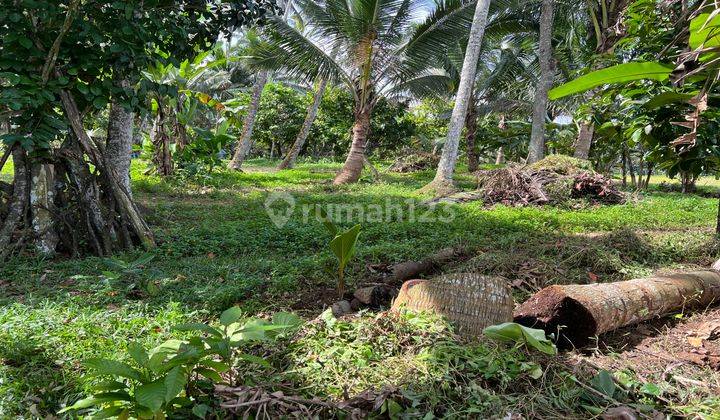 Tanah Kebun View Sawah Contour Datar Di Tabanan Bali. 1