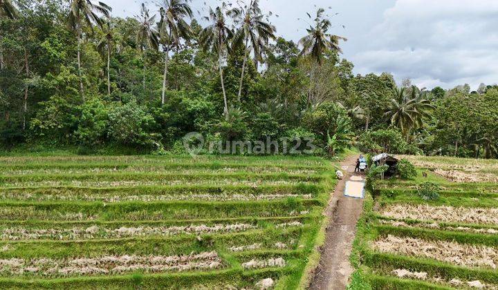 Tanah Kebun Luas Kecil View Sawah Terasering Di Tabanan Bali 2