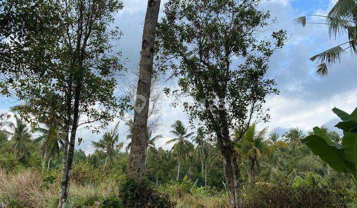 Tanah Kebun Dekat Dengan Paramount Dan Pintu Toll Pekutatan. 2