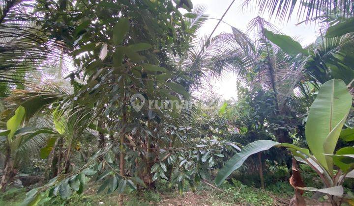 Jual Tanah Kebun Manggis Dan Durian View Lembah Gunung Di Bali. 2