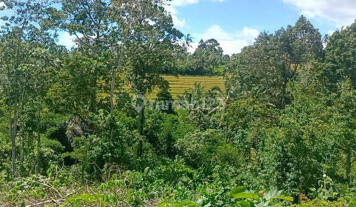 Dijual Tanah Kebun View Sawah Terasering Indah Di Tabanan Bali 2