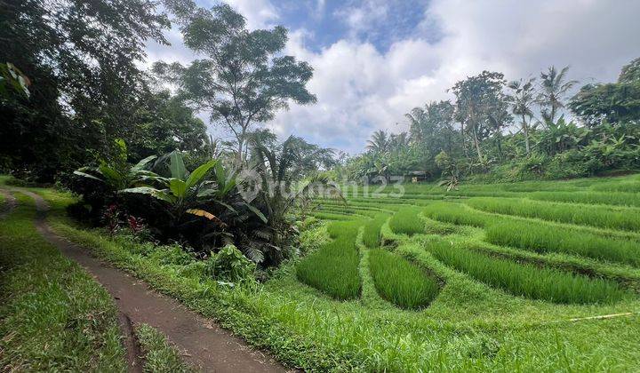 Dijual Tanah Kebun Dan Sawah Murah Dengan View Indah Tabanan Bali 2