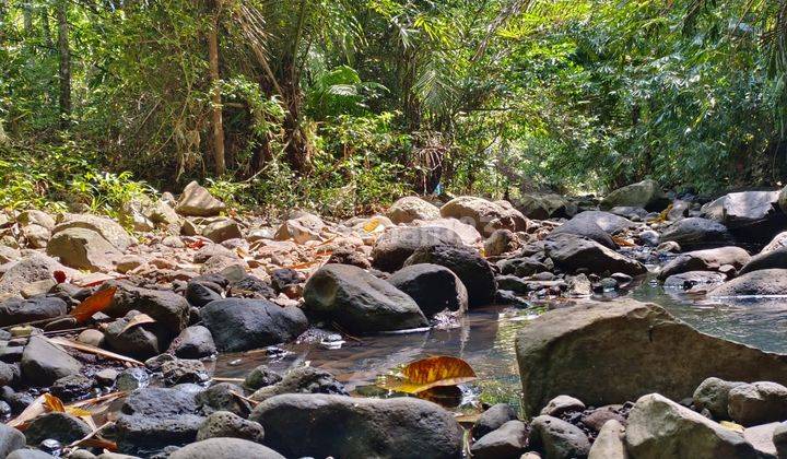 Tanah Kebun Los Sungai Harga Murah Di Tabanan Bali 1