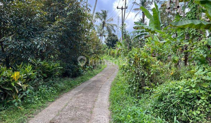 Tanah Kebun  Isi Durian, Manggis Dan Kopi Di Tabanan Bali 1