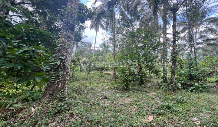 Tanah Kebun Aneka Buah Murah Di Tabanan Bali. 2