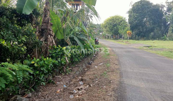 Small Area Orchard Land In Tabanan Bali. 1