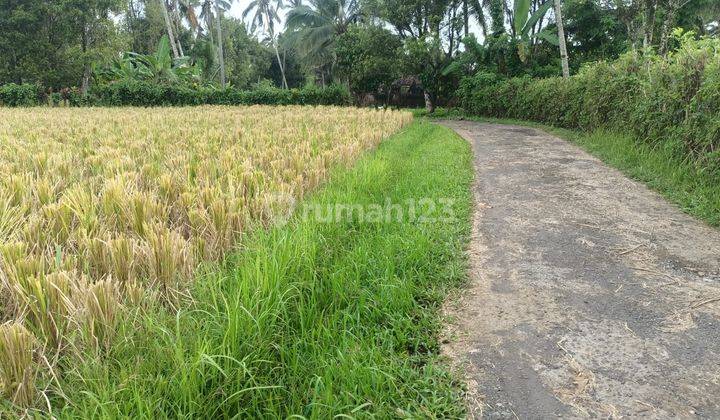 Dijual Tanah Sawah View Sawah Dan Gunung Yg Indah Di Tabanan Bali 1