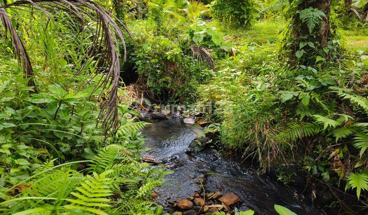 Tanah Kebun View Sawah Los Sungai Murah Di Tabanan Bali. 2