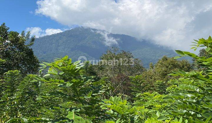 Coffee Plantation View Mountain Valley Rice Fields Los Sungai In Tabanan Bali. 1