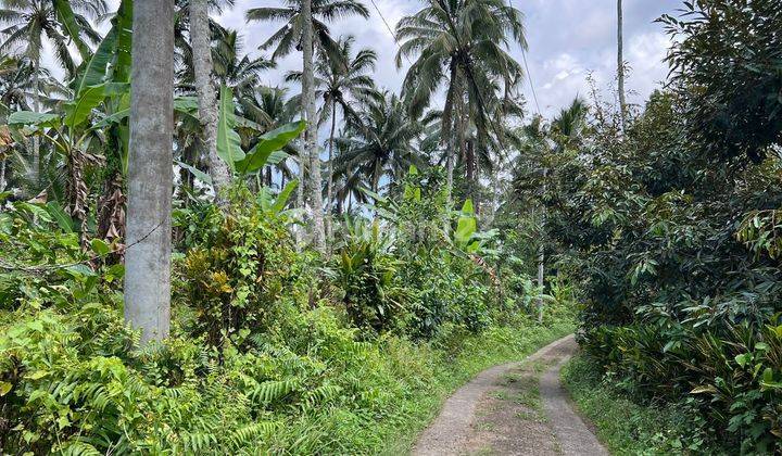 Tanah Kebun  Isi Durian, Manggis Dan Kopi Di Tabanan Bali 2