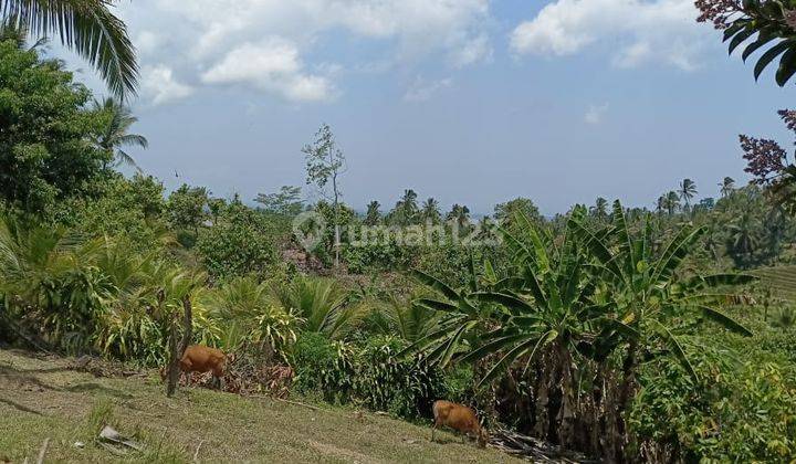 Small Garden Land with Cheap Rice Field View in Tabanan Bali 2