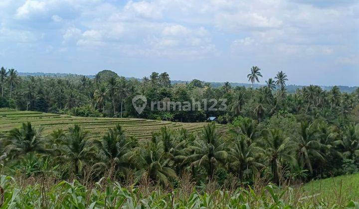 Tanah Kebun View Sawah Murah Di Tabanan Bali. 1