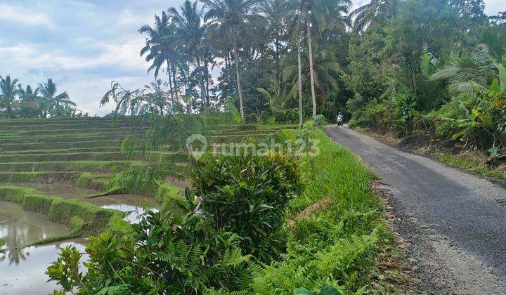 Tanah Kebun View Sawah Terasering Pinggir Jalan Aspal Di Tabanan. 2