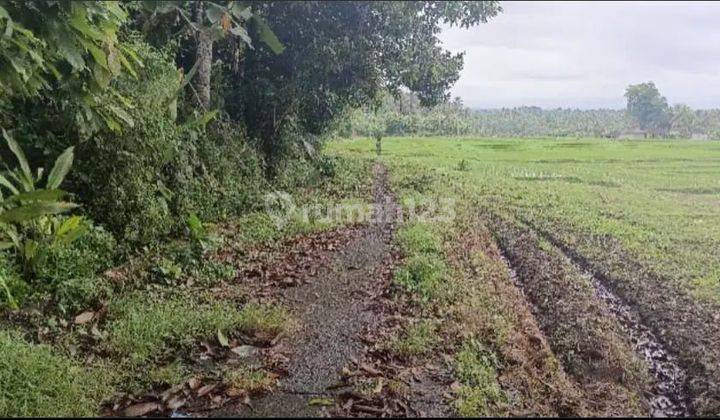 Small Land Area Flat Contour View Rice Fields In Tabanan Bali 2